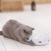 Image of Cat Catching Mouse