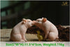 Image of Cute pig figure Toys Desktop Decoration