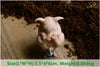 Image of Cute pig figure Toys Desktop Decoration